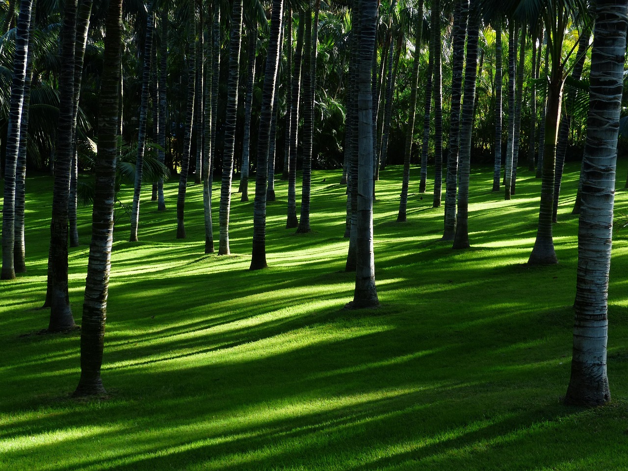 Tuin met moderne duurzame houten schermen.