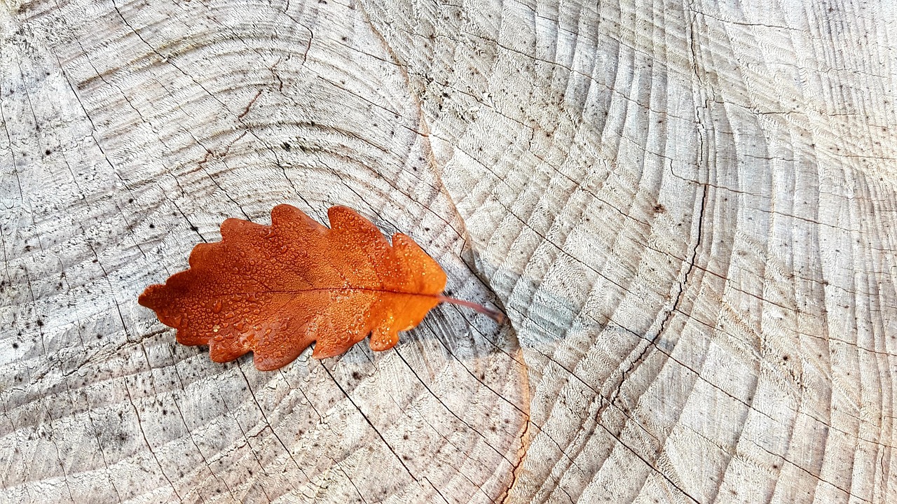 Gezellige pompoenen op vensterbank in herfstthema.